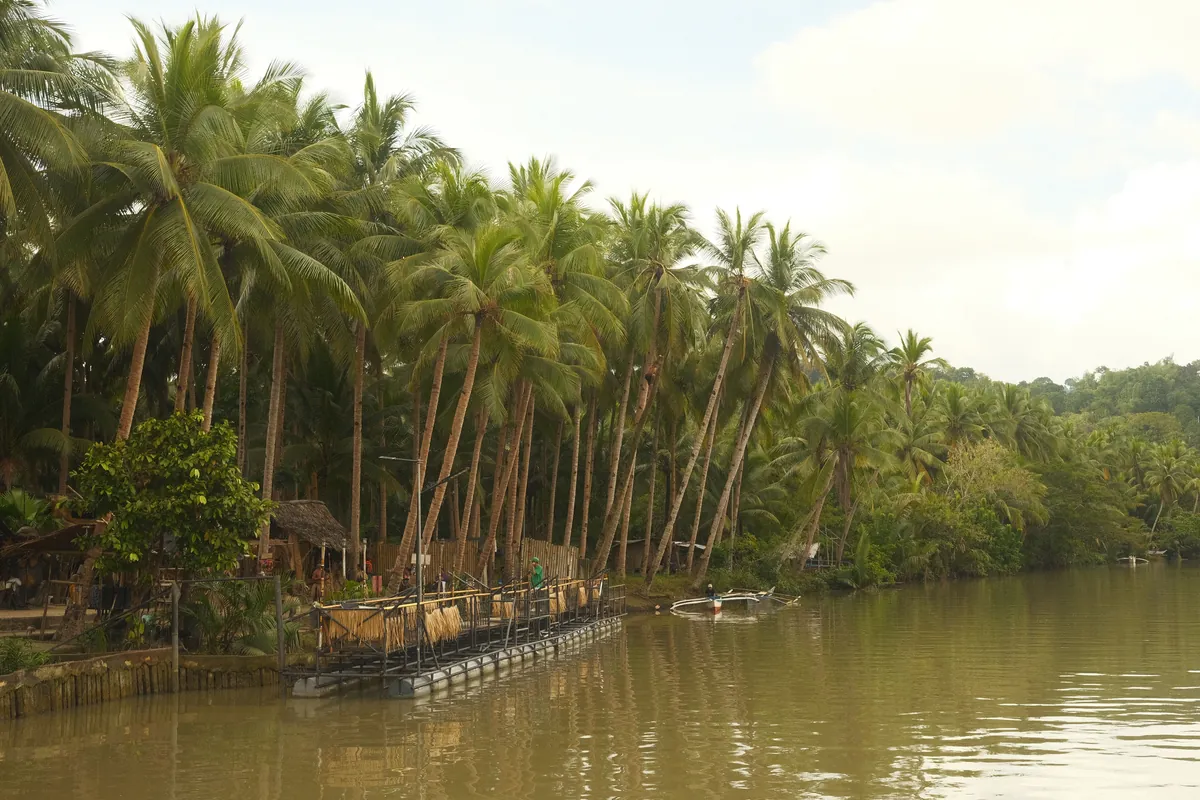 Photo: Amaia Garcia (Pexels License) Palm trees along the Loboc River in Central Visayas, Philippines